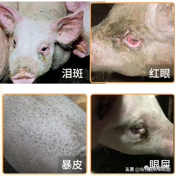 母猪不打针不喂料能好吗,母猪不吃打针流血不止是什么原因