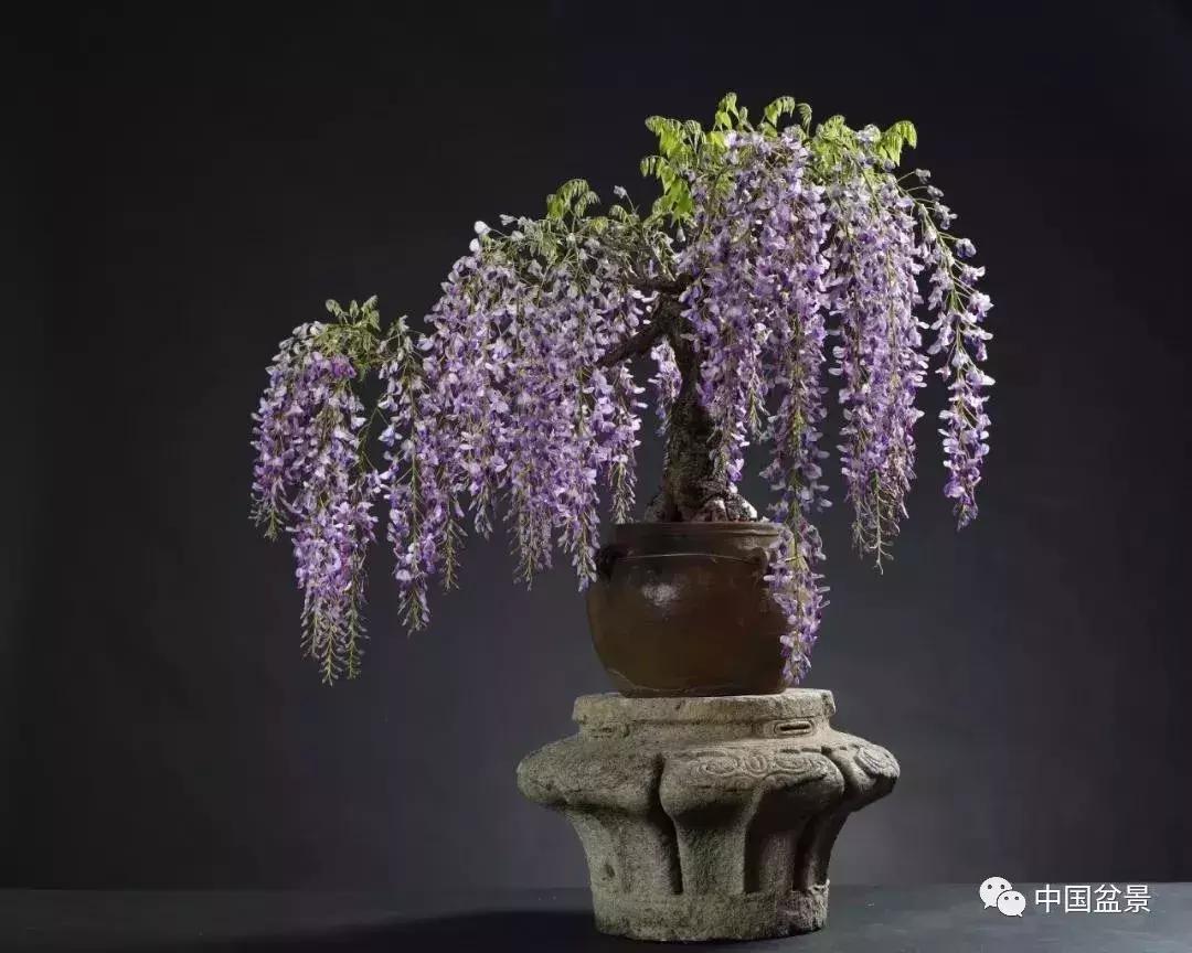 盆景植物最好养的,好养易活的盆景植物有哪些