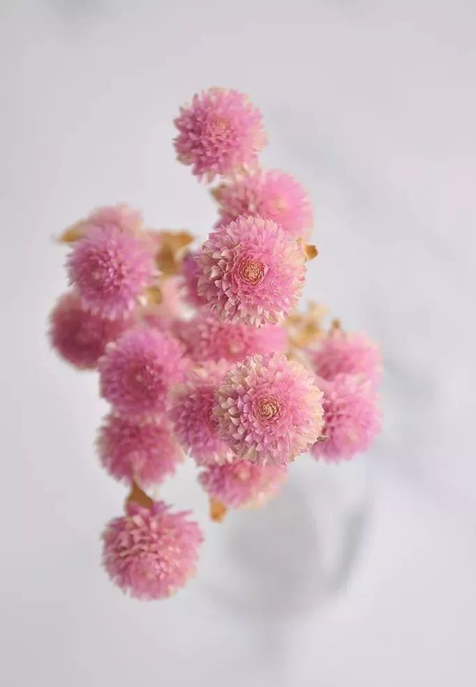 鲜花和干花的不同美感,有哪些花可以制作干花