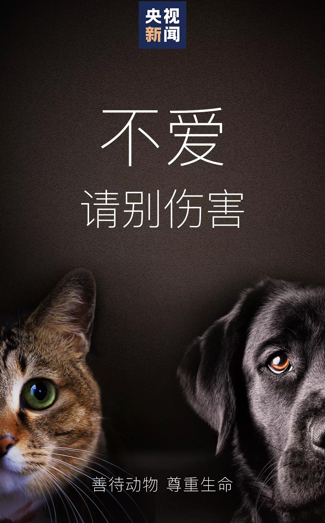 男子当街踢死小猫后续上海,小猫被小男孩虐待暴打