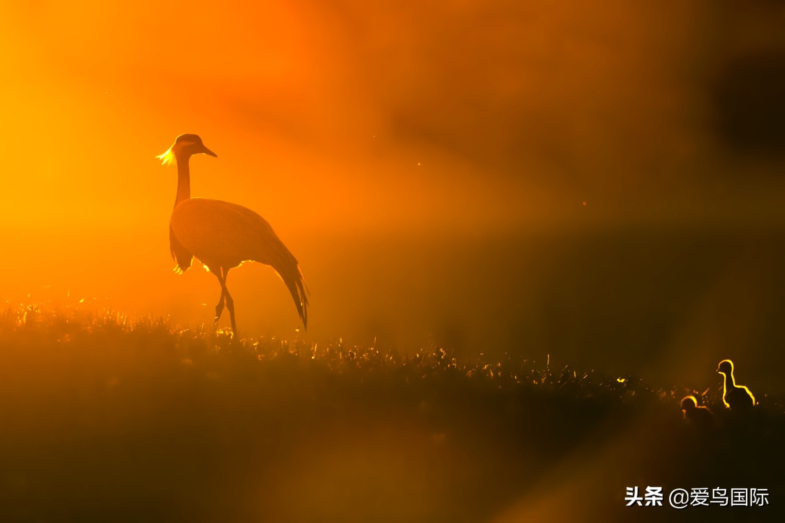 躁动的繁殖季节2021观鸟大年五月精华作品集