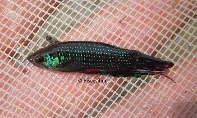 原生资讯｜和平与战争的使者-英贝利斯斗鱼