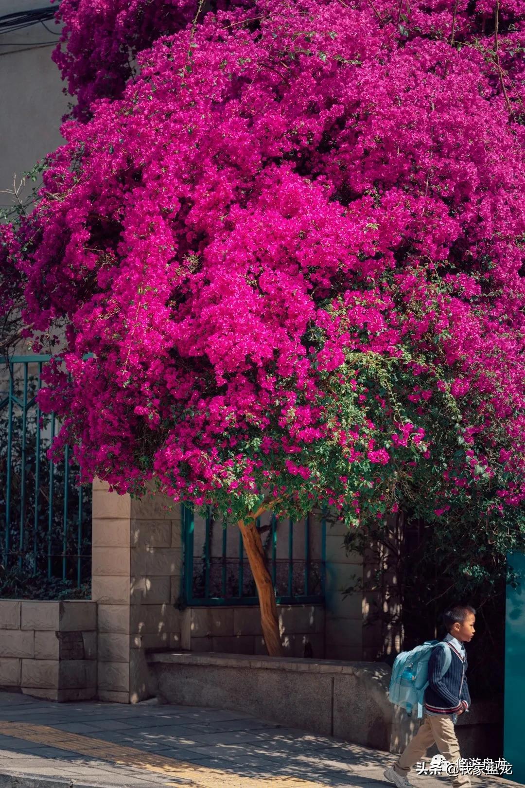 100张照片一百种幸福,100张图片带你去云南