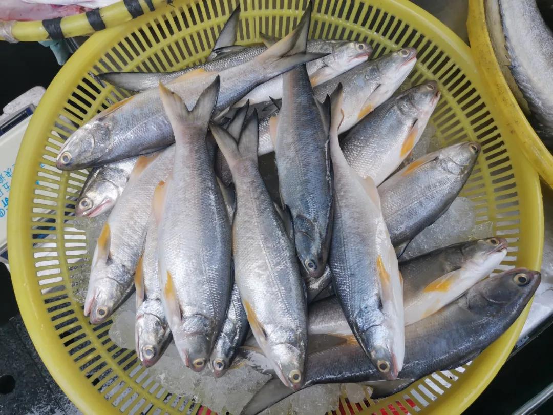 开海季都有什么海鲜,开海了这些生猛海鲜