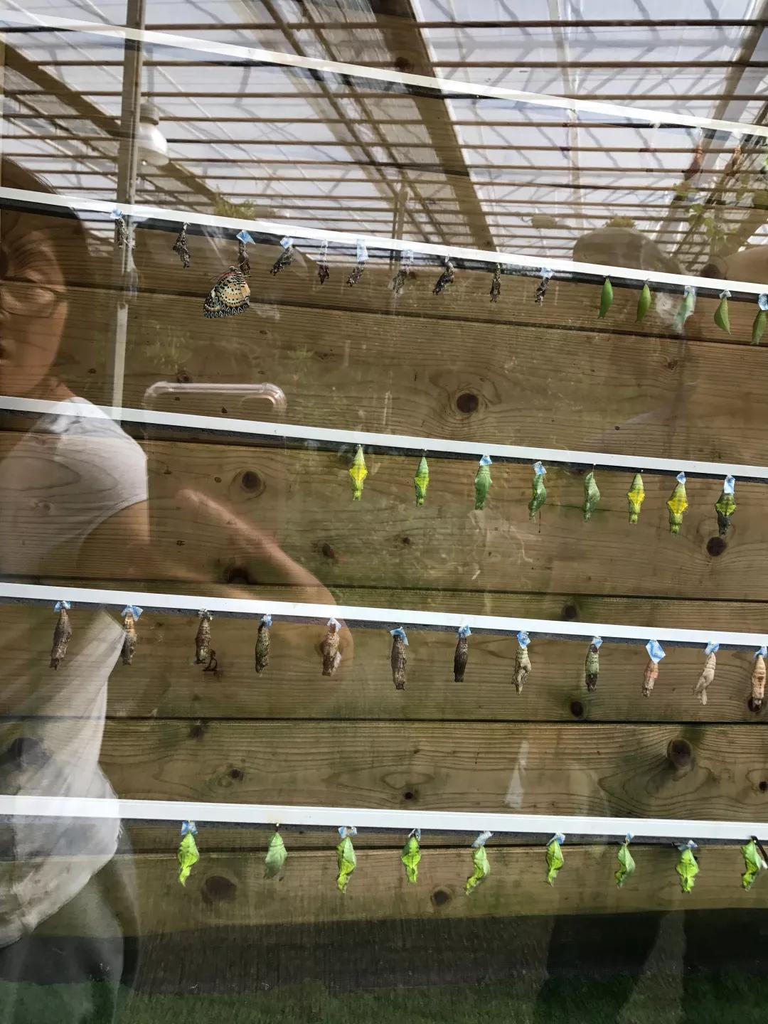 建一座完全不打药的生态花园,所有生命在这里和谐共处,值得收藏