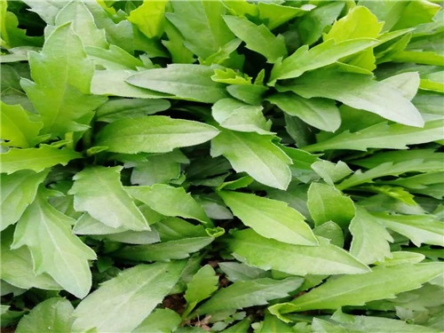 多肉哥农庄日记第21篇：培训结束，收获满满。