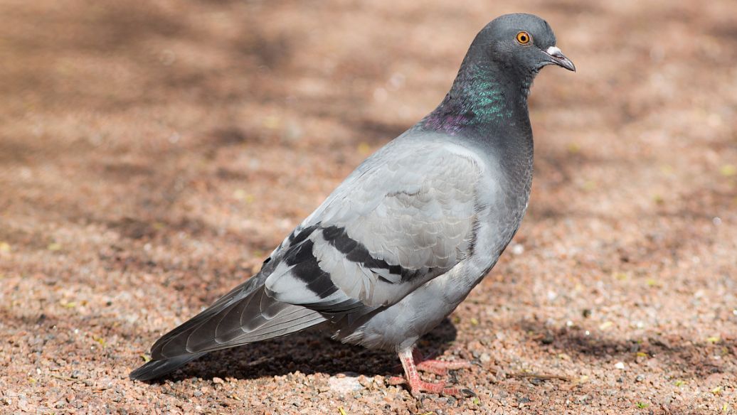 投资少见效快的养殖项目,投资小见效快的养殖好项目赚钱