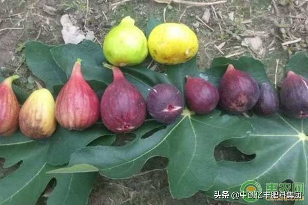 大棚种植无花果什么品种最好,陕西适合种植什么品种无花果