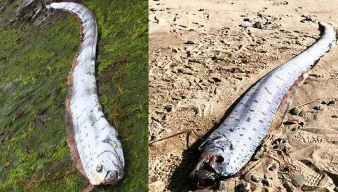 美国又发生8.1级地震是真实情况吗,美国最近发生的地震是几级