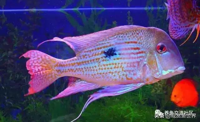 食土鲷一般多大尺寸,食土鲷哪个品种小一点