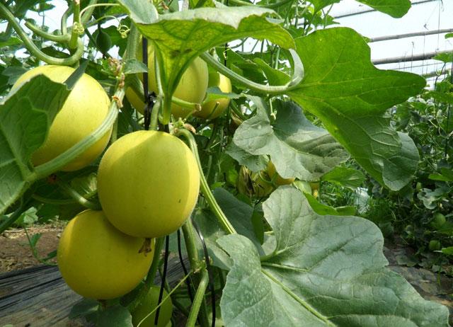 甜瓜膨大期怎么补救,甜瓜苗期裂杆什么原因