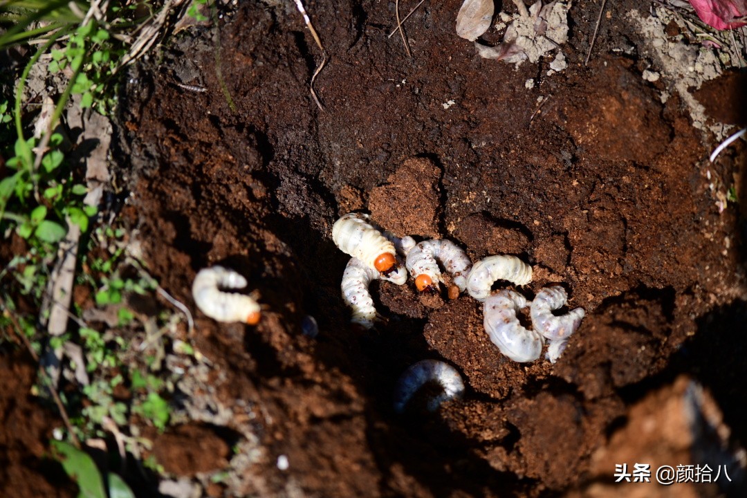 赶尽杀绝，花园里最痛恨的虫子|园丁