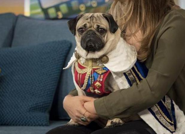 纯种巴哥犬的特征有哪些图片,纯种巴哥犬嘴会突吗