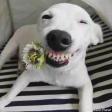 养狗必看,养狗2年多才明白的狗狗冷知识