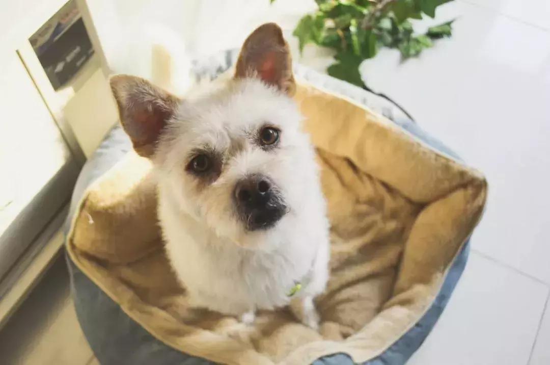 给它们一个家|线上宠物领养日,201903101