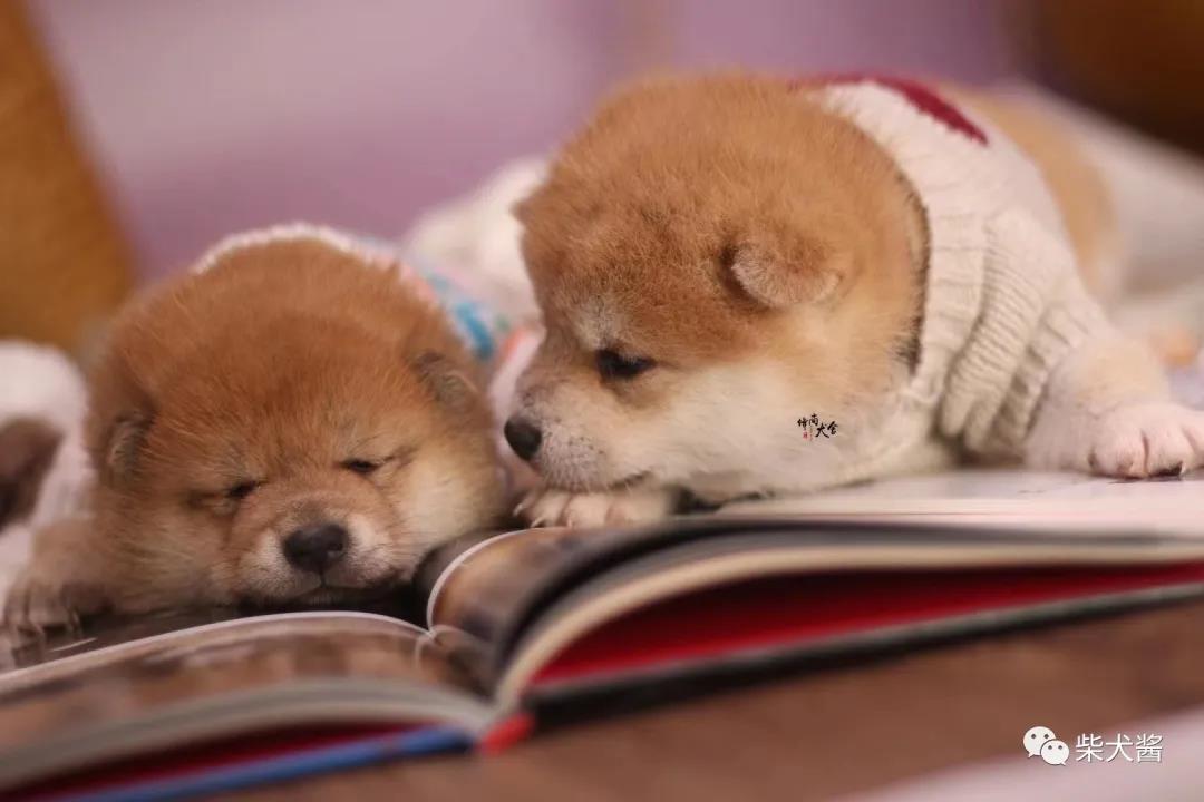 柴犬网上购买多少钱,拼多多上几百块的柴犬能买吗