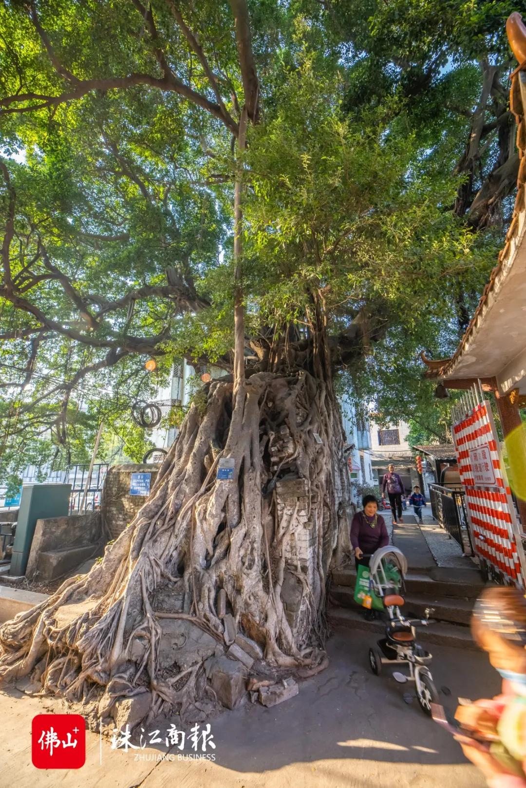 乐从沙边村改造,村改社区转型发展