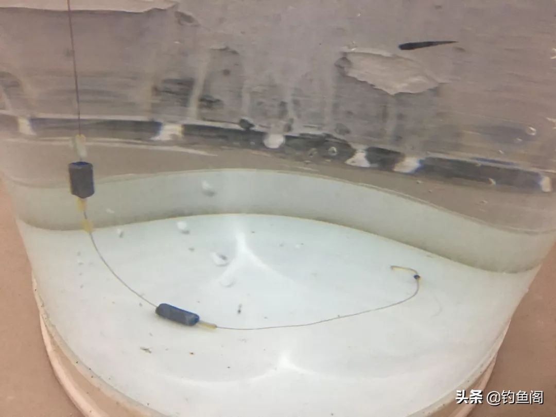 野钓两米麦穗鱼闹窝怎么办,野钓遇见麦穗鱼怎么办