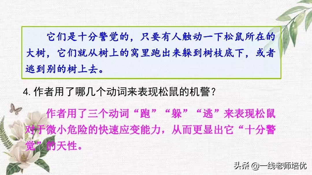 语文五年级上册第17课松鼠资料,部编版五年级上册第17课松鼠课件