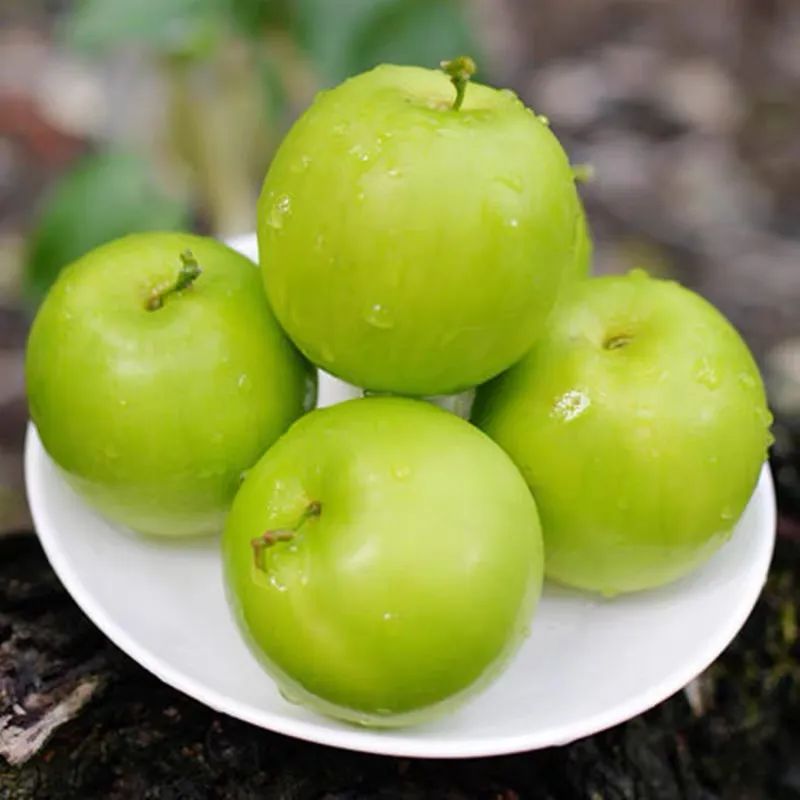 台湾牛奶枣最新品种,台湾特大牛奶枣