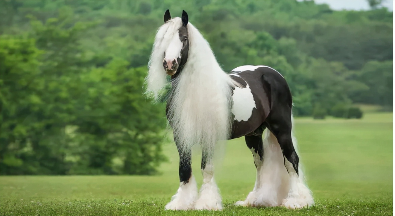 世界十大马品种排名,世界上最贵的马纯种