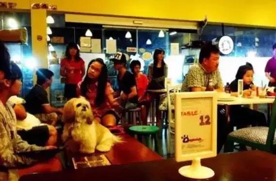 开宠物店一个月可以赚多少钱,揭秘宠物店是怎么赚钱的