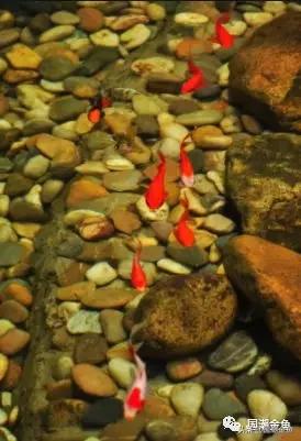 恭祝新春，过年家中养它——中国的“吉祥物”！寓意金玉满堂