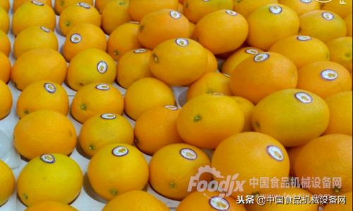 脐橙选果机器分级,丘陵脐橙如何实现机械化