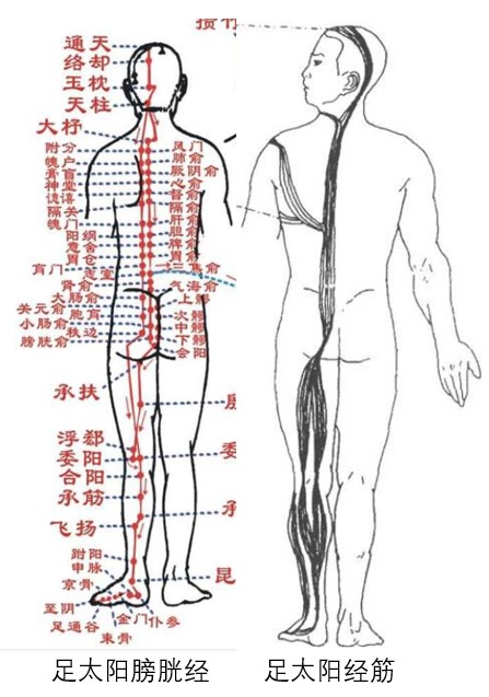 菊促不安？做完肛拭子变成企鹅步？其中酸爽推测，助你掌控全菊