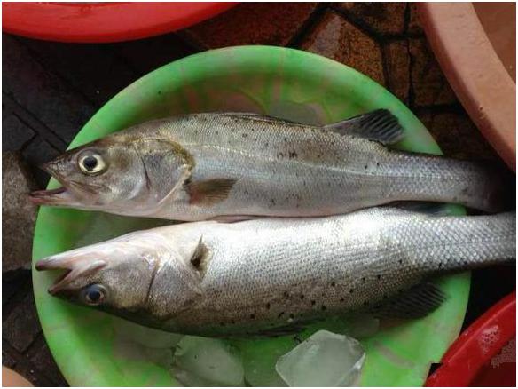 看图识海鲜，这些水产海鲜你都认识吗？