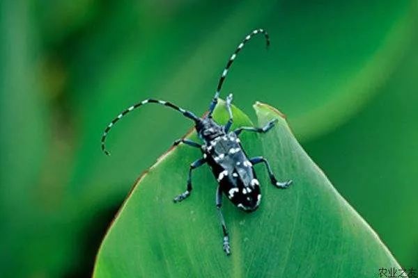 施肥的时候可以杀虫吗,叶面施肥杀虫小妙招