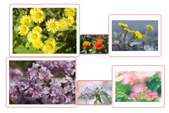 中草药各种花科普,花类的中草药有哪些