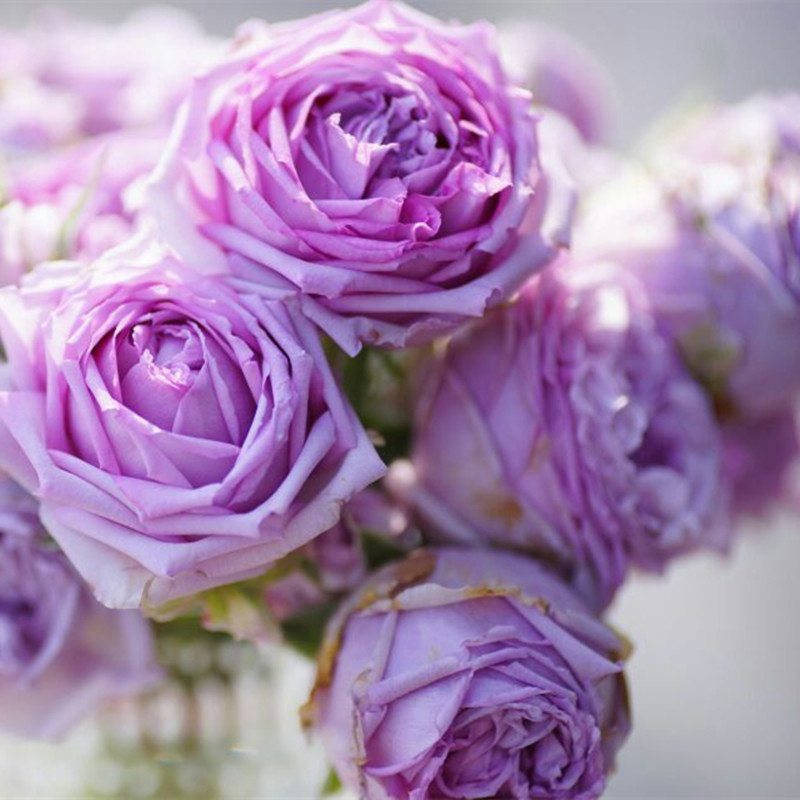 蓝色妖姬浪漫情怀,蓝色妖姬忧郁蓝调