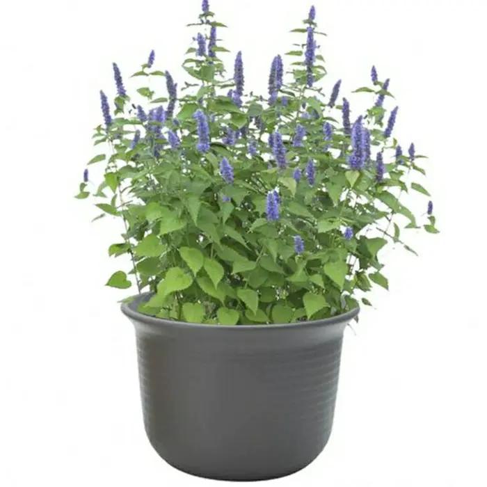 能有效驱蚊的植物,十种驱蚊最好的植物