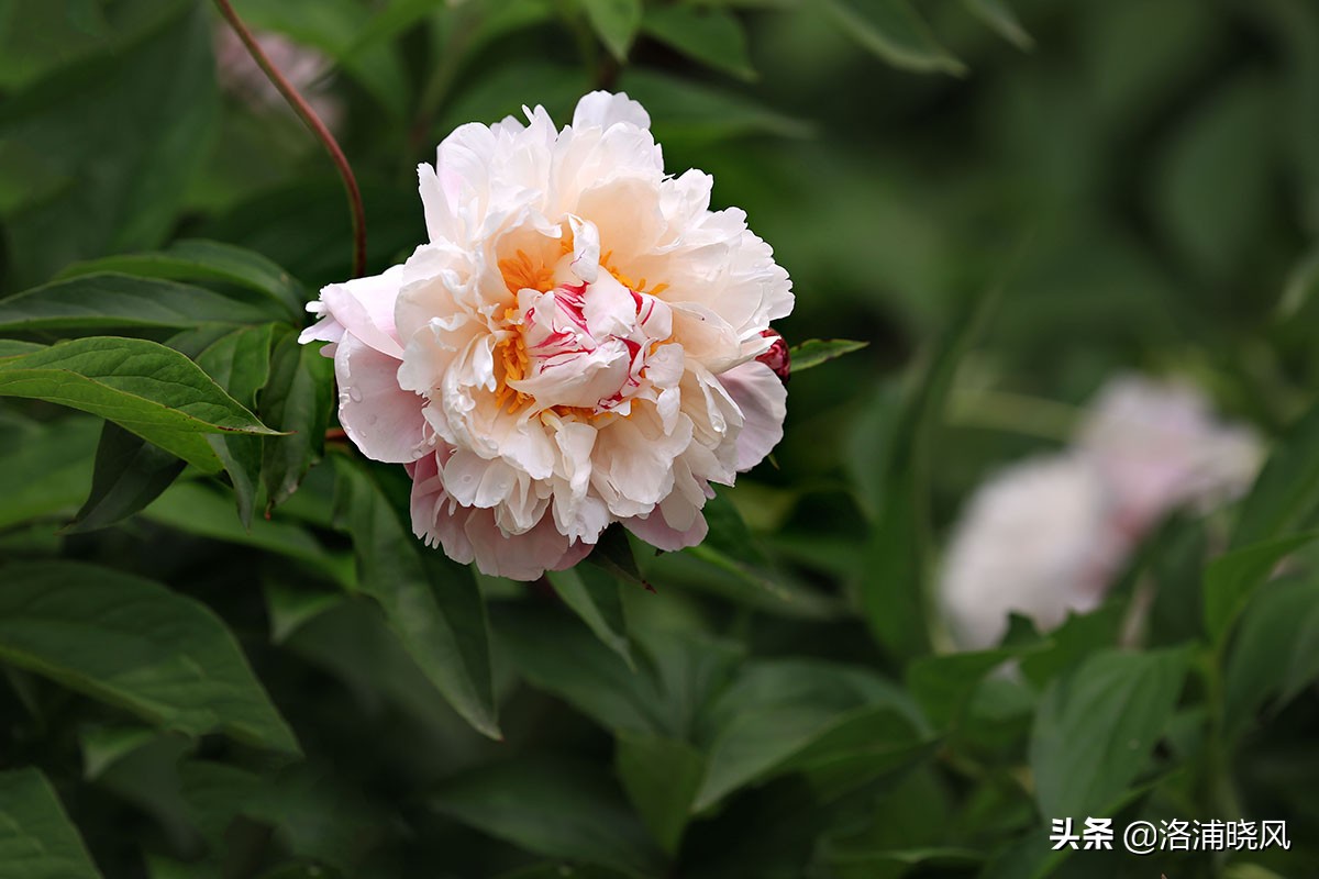 大院绿化的回忆——顺便看看院里的芍药定个究竟有多少种？