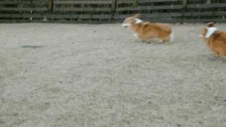 吉米老师英语26字母歌,吉米老师讲英语视频