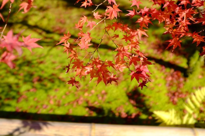 京都赏枫2022,京都赏枫必去景点有哪些好玩的