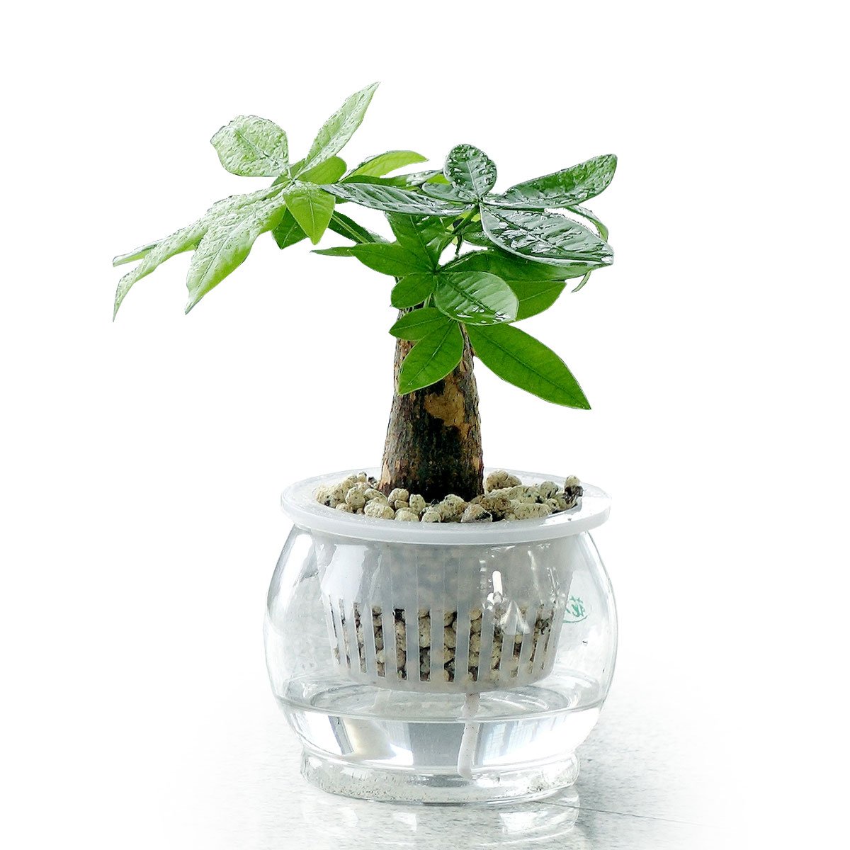 发财树应该怎么管理才不会死,发财树快死的表现