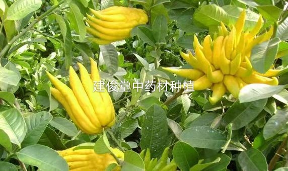 佛手柑五指橘,佛手中草药