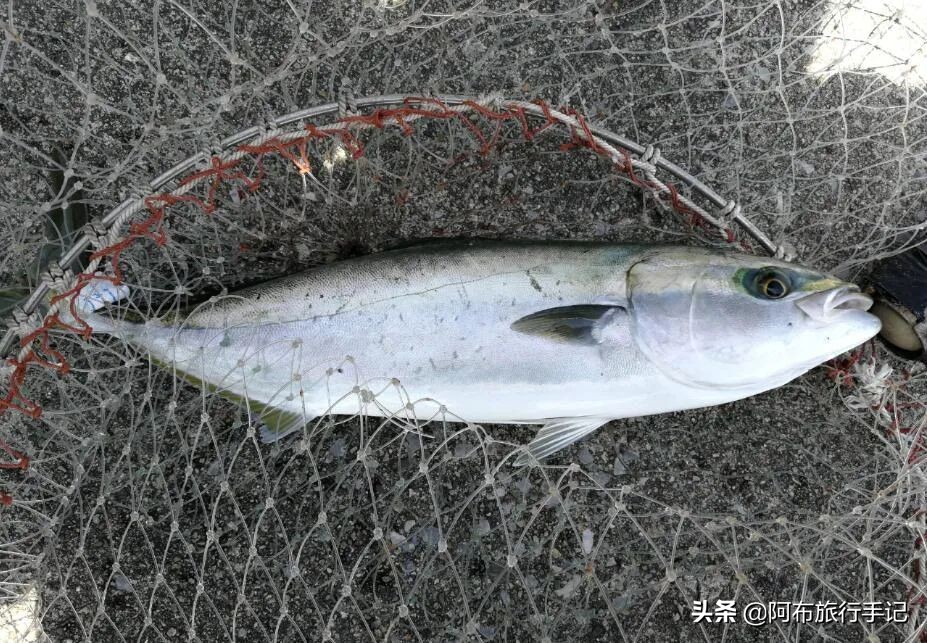 名古屋最值得去的景点,名古屋附近去哪玩