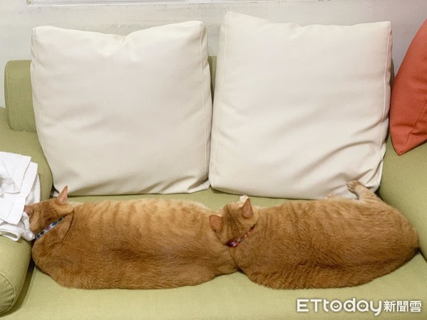 橘猫兄妹,橘猫和俩兄妹