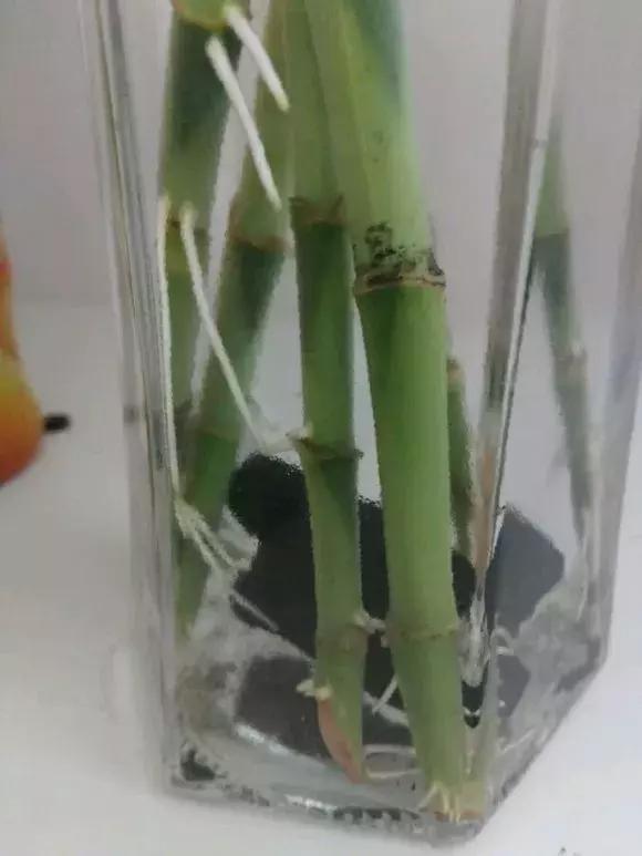 富贵竹黄叶不长根怎么回事,富贵竹黄叶不长根怎么办