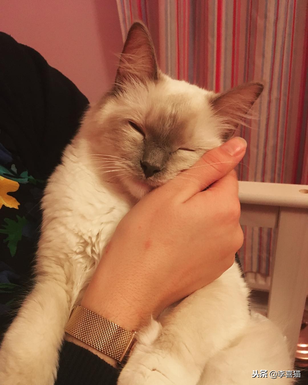 怎么让猫咪学会习惯穿衣,让猫咪在室内快乐生活的小窍门