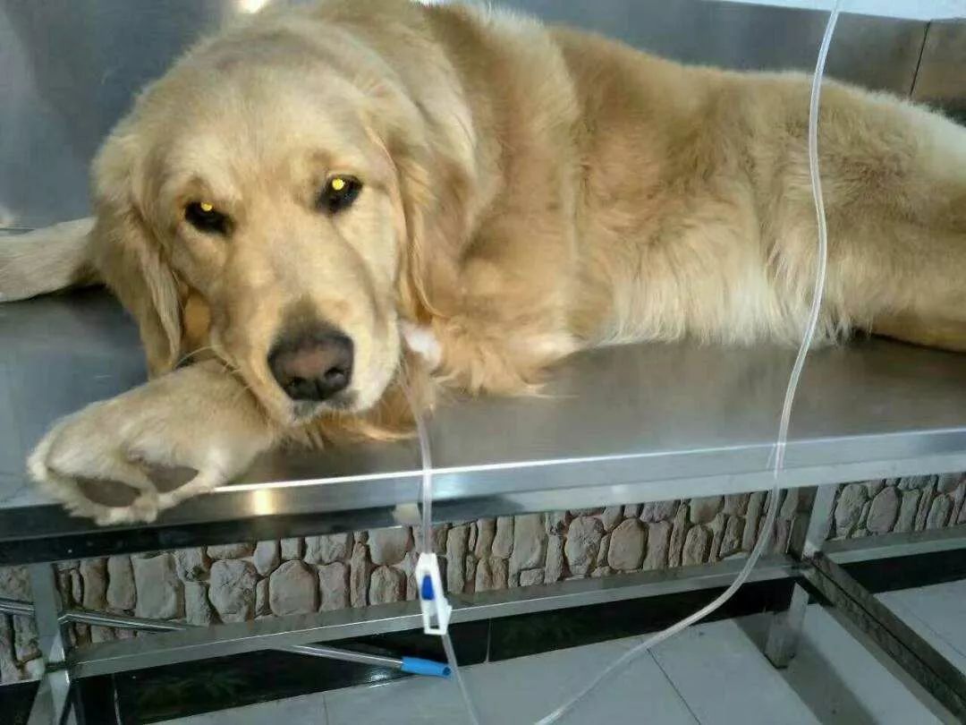 我家狗狗病了总是哼唧个不停,我家狗狗病了大口出气