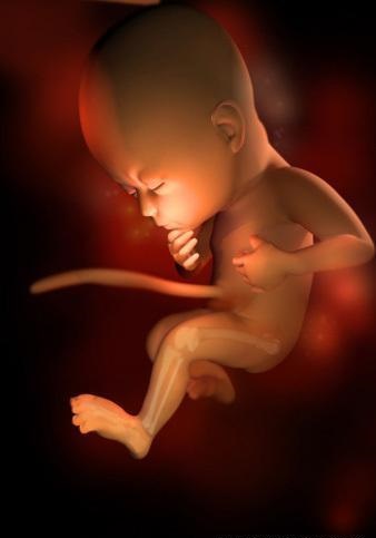 胎儿发育全过程标本,是否能看到胎儿的发育过程