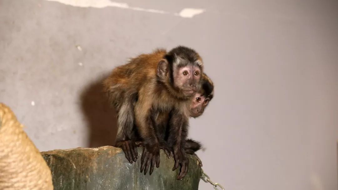 亲子必打卡动物园,动物园观赏园萌宠乐园等你打卡