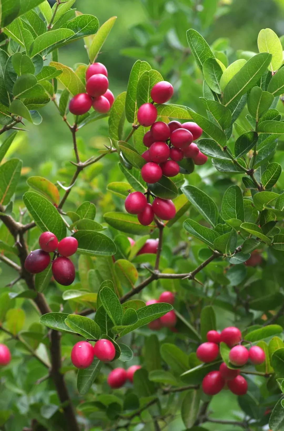 他的工作是厨师的英文,他的工作是什么英文句子