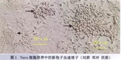 执业兽医的复习资料之【兽医寄生虫学