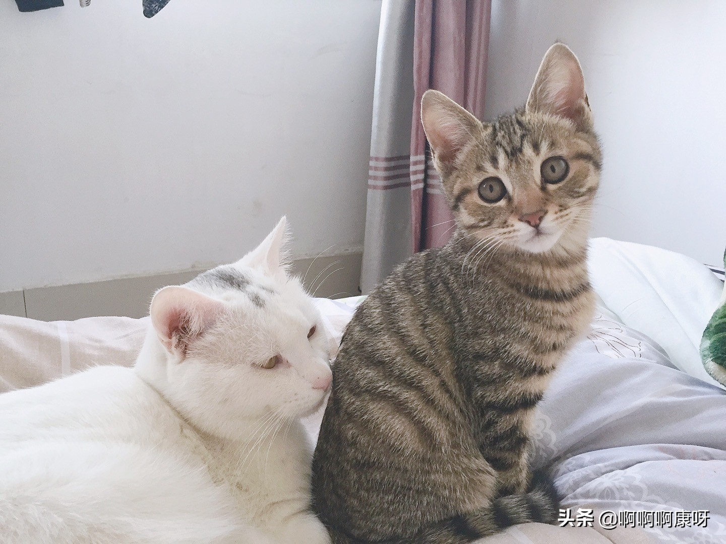 最好养的猫咪狸花猫,田园猫狸花猫真的不适合家养吗