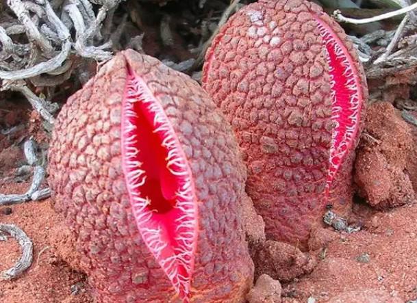 奇花异草大全罕见图文,极其罕见的奇花异草